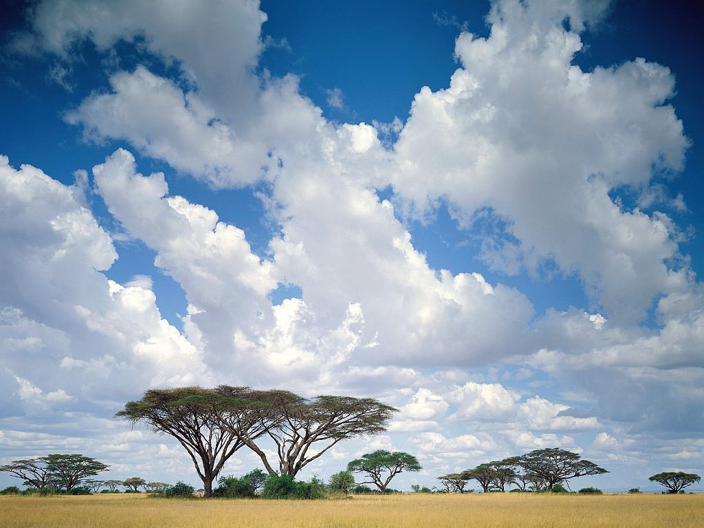 Masai Mara Game Reserve, Kenya